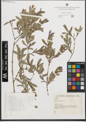 Foto von Salix purpurea L.